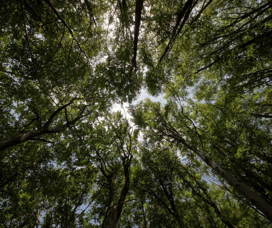 forest bathing north yorkshire